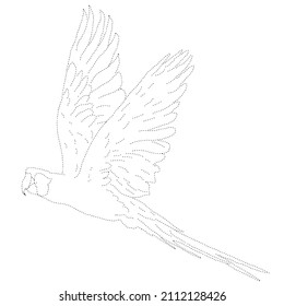 black dotted macaw flying vector