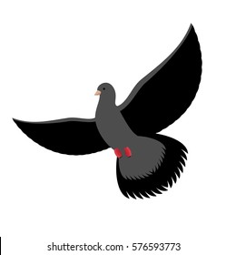 Black dove isolated. Dark pigeon on white background. Bird flying
