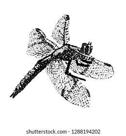 Black dragonfly on white background isolated. Dragonfly Graphic Realistic Line Ink Drawing. Hand-drawn illustration
