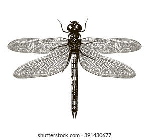Black dragonfly on white background isolated. Hand-drawn vector illustration.