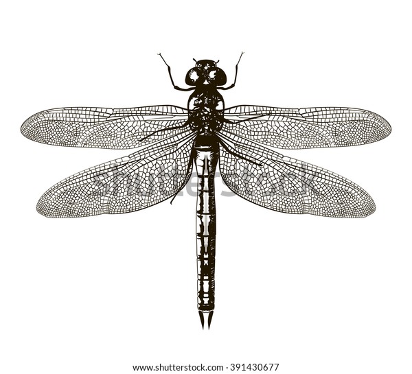 Black Dragonfly On White Background Isolated Stock Vector (Royalty Free