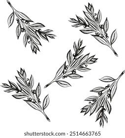 Black drawing of plant leaves in freehand sketch style isolated on a white background. Flower illustration in the style of hand drawing with ink, charcoal, pencil. Interior poster