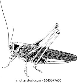Black Drawn in detail insect pest locust crop destroyer in the fields and gardens isolated on white background