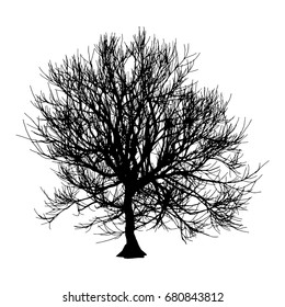Black dry tree winter or autumn silhouette on white background. Vector eps10 illustration.