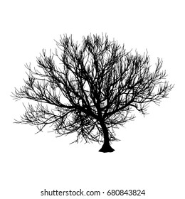 Black dry tree winter or autumn silhouette on white background. Vector eps10 illustration.