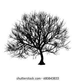 Black dry tree winter or autumn silhouette on white background. Vector eps10 illustration.