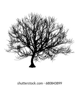 Black dry tree winter or autumn silhouette on white background. Vector eps10 illustration.