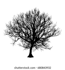 Black dry tree winter or autumn silhouette on white background. Vector eps10 illustration.