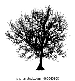 Black dry tree winter or autumn silhouette on white background. Vector eps10 illustration.