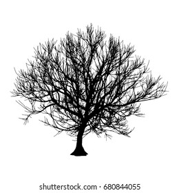 Black dry tree winter or autumn silhouette on white background. Vector eps10 illustration.