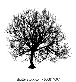 Black dry tree winter or autumn silhouette on white background. Vector eps10 illustration.