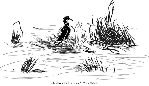 Black duck in river spring