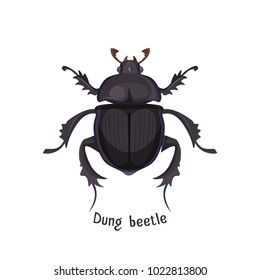 Black dung beetle that has strong unpleasant smell