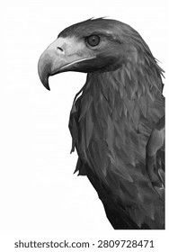 Black Eagle Portrait Close Up Head Illustration