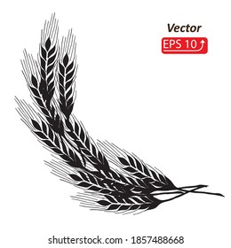 Black ears of rye or wheat, spikelets, spica, isolated on white  background. Element for logo, logotype, Contour lines, sketch, hand drawing Flat design vector illustration