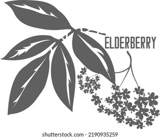 Black Elderberry Flower Vector Silhouette. Elderflower Branch Isolated. Elder Illustration For Pharmacy.