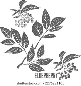 Black Elderberry flowers with fruits vector silhouette. Sambuci nigrae flores medicinal outline. Set of Elderberry leafs and flowers in Line for pharmaceuticals and cooking.