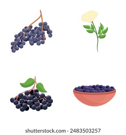 Black elderberry icons set cartoon vector. Branch with elderberry berry and leaf. Superfood, medical berry