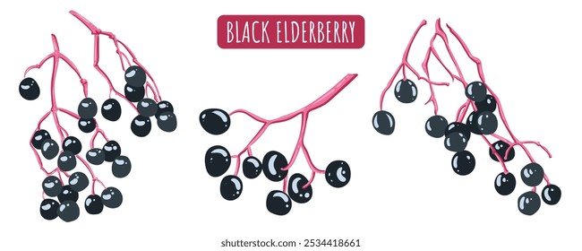 Black elderberry on a branch. Vector isolated illustration of a twig of elderberry. Set of Autumn berries.