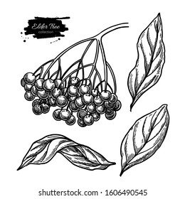 Black elderberry vector drawing set. Hand drawn botanical branch with berries and leaves. Engraved illustration of herb. Sambucus sketch for tea, organic cosmetic, medicine, aromatherapy