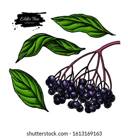 Black elderberry vector drawing set. Hand drawn botanical branch with berries and leaves. Iillustration of herb. Sambucus sketch for tea, organic cosmetic, medicine, aromatherapy