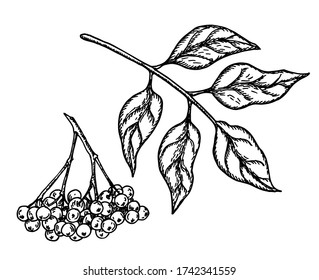 Black elderberry vector sketch. Hand drawn botanical branch with berries and leaves. Engraved illustration of herb.  For tea, organic cosmetic, medicine, aromatherapy, botanical illustrations