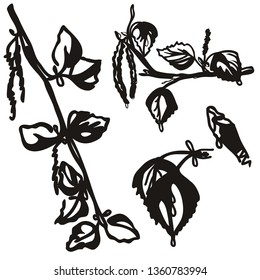 Black elegance hand drawn birch branch isolated on white