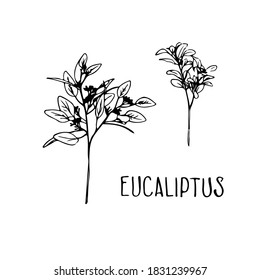 Black Eucaliptus Leaves Isolated Vector On White Background