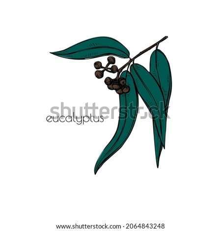 Black eucalyptus sketch in vintage style. Vector outline illustration. Isolated line art. Ffloral simple design. Botany decor. Stock photo © 