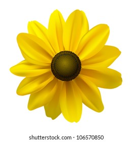 Black Eyed Susan (Rudbeckia Hirta) flower on white. Vector illustration