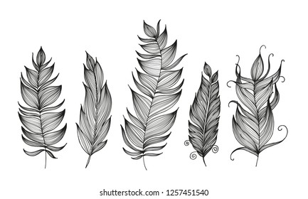 Vector Silhouettes Different Feathers Stock Vector (Royalty Free ...