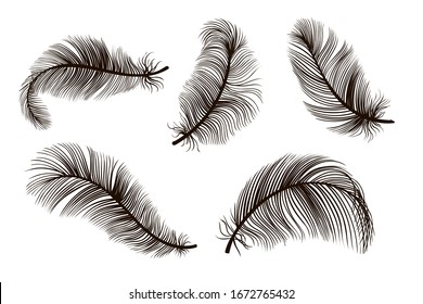 Black black feather hand drawing vintage set. Detailed feathers sketch. Bird plume collection vector illustration