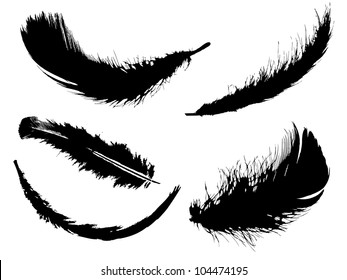Black feather set on white