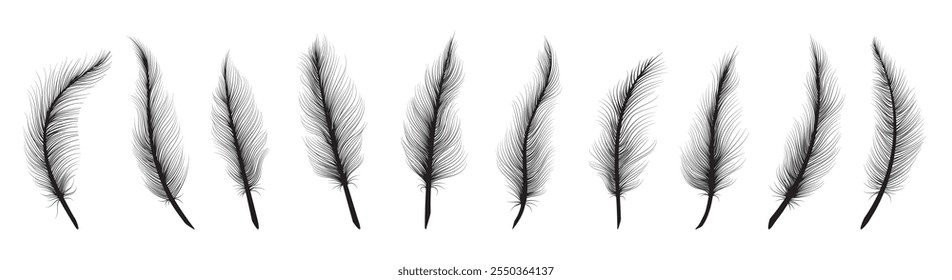 Black feathers. Hand drawn feather set isolated vector illustration