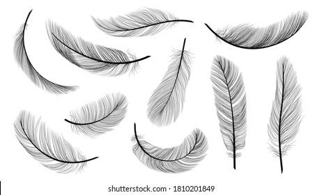 Black feathers. Isolated flying feathering, plumage of black bird vector illustration