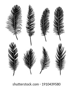 Black feathers. Set of feathers on a white background.	