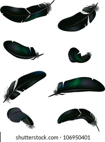 Black feathers. The vector illustration of a set of feathers in different positions.