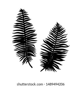 Black fern Leaf Silhouette isolated on white background. Vector Illustration.