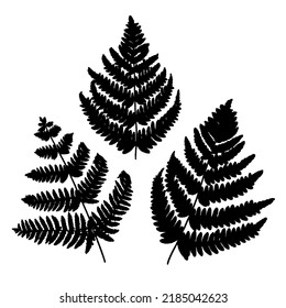 Black fern leaves silhouettes, tropical forest illustrations set, isolated on white background