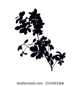 Black Ficus Benjamin plant Silhouette isolated on white background. Vector Illustration.