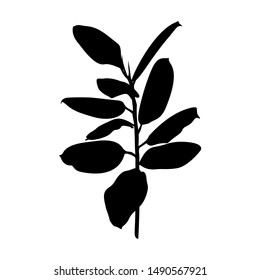 Black Ficus plant Silhouette isolated on white background. Vector Illustration.