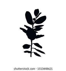Black Ficus Tropical plant Silhouette isolated on white background. Vector Illustration.