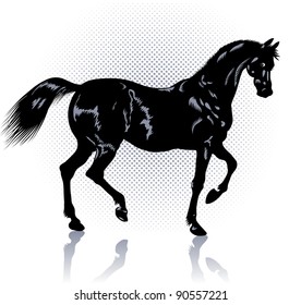 Black fine steed prances on slender strong legs