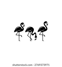 Black flamingos standing in group formation