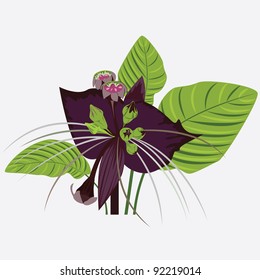 black flower of devil with leaves