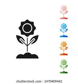 Black Flower icon isolated on white background. Set icons colorful. Vector Illustration