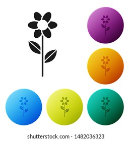 Black Flower icon isolated on white background. Set icons colorful circle buttons. Vector Illustration