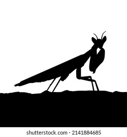 Black  flower mantis white background, insect flower mantis silhouette