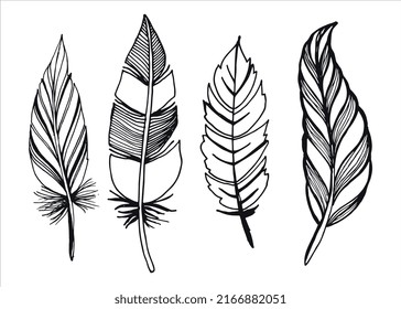 Black fluffy feather. Hand drawing vintage art realistic quill feathers for pen detailed isolated vector eps 10