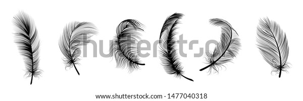 Black fluffy feather. Hand drawing vintage art\
realistic quill feathers for pen detailed isolated vector elegant\
silhouette sketch bird plume\
set